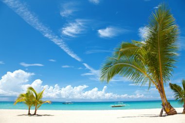 Tropik bir sahilde palmiye ağaçları