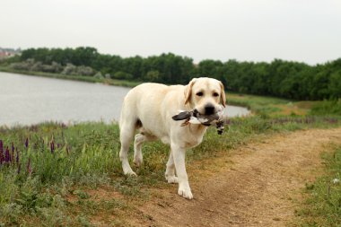 Sarı labrador denemeler bir kuş taşıyan