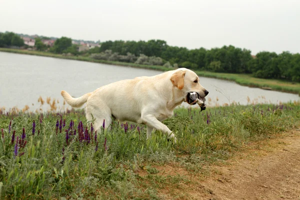 Yellow Labrador carrying a bird — Stock Photo, Image