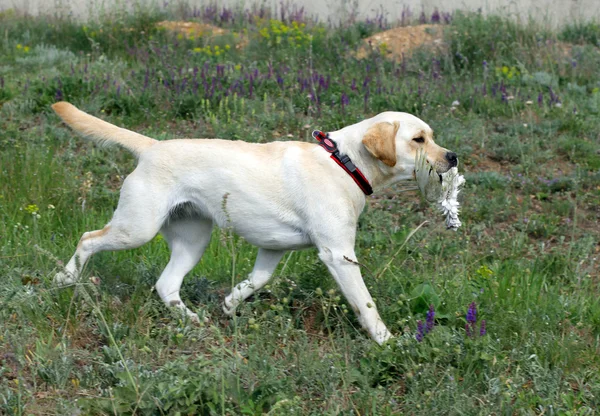 Labrador amarillo corriendo y llevando un pájaro —  Fotos de Stock