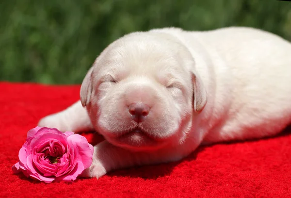 Chiot du Labrador avec fleur rose — Photo