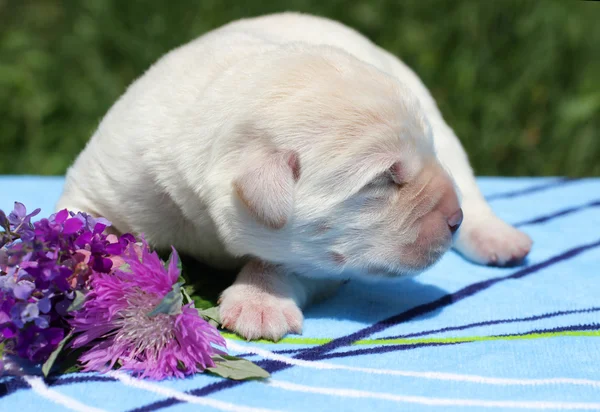 ラブラドール子犬の青い花を持つ.肖像画 — ストック写真