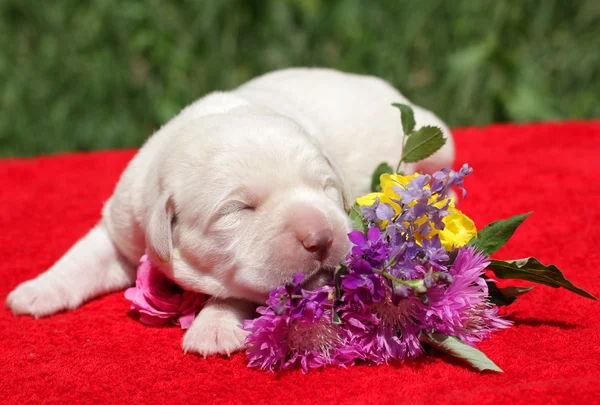 ラブラドール子犬の花を持つ — ストック写真