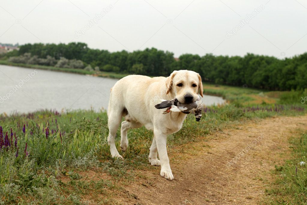 Yellow Labrador carrying a bird at trials