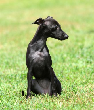 siyah köpek yavrusu