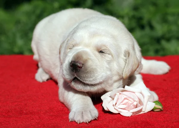 Labrador puppy with pink rose — Stock Photo, Image