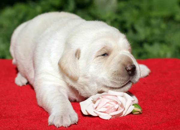 Labrador puppy with rose — Stock Photo, Image