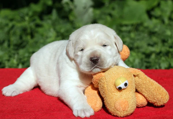 Labrador puppy with orange toy — Stock Photo, Image