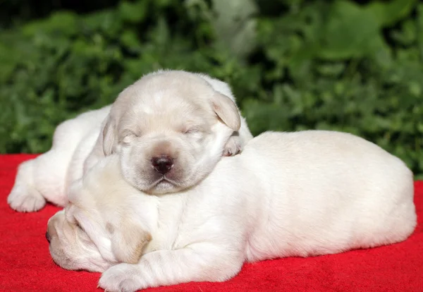 Due cuccioli labrador in rosso — Foto Stock