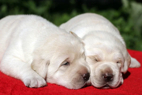 Due cuccioli labrador — Foto Stock