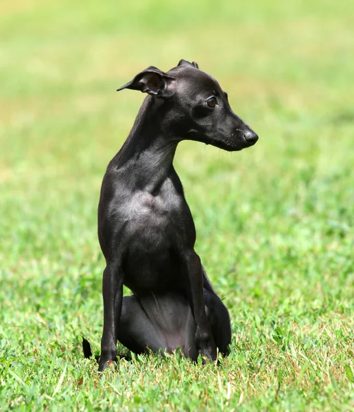 Cachorro negro Imagen de archivo