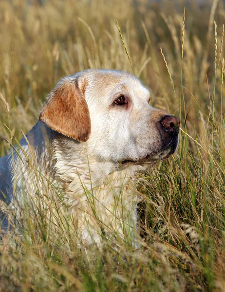 Żółty portret labrador w dziedzinie — Zdjęcie stockowe