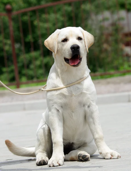 Cãozinho labrador amarelo — Fotografia de Stock