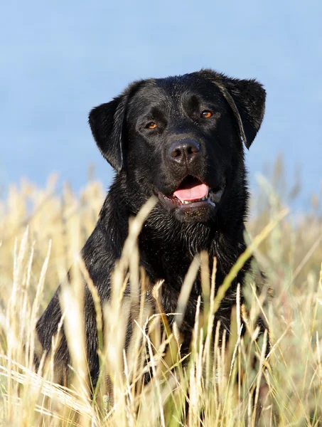 Siyah labrador portre — Stok fotoğraf