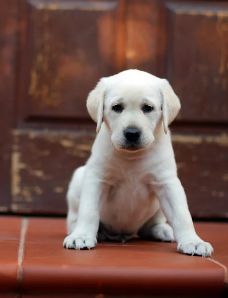 Gele labrador puppy aan de deur — Stockfoto