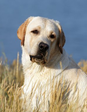 Yaz aylarında sarı labrador portre