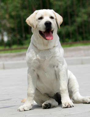 Sarı labrador yavrusu