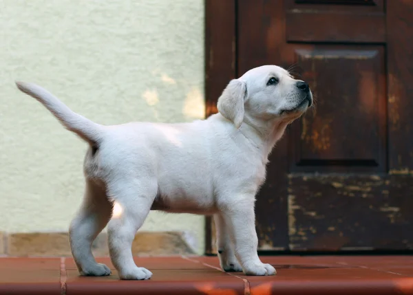 Желтый щенок лабрадора стоит у двери — стоковое фото