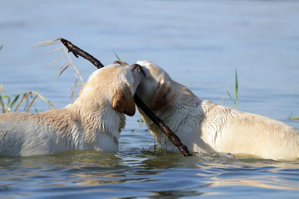 Twee ywllow labradors in de rivier — Stockfoto