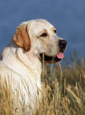 Yaz aylarında sarı labrador portre