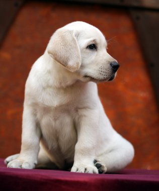 Sarı labrador yavrusu