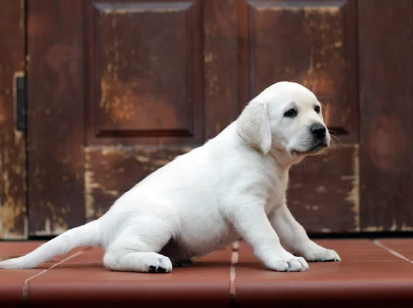 在门外的黄色拉布拉多幼犬。 — 图库照片