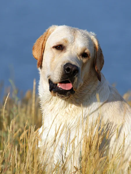 Żółty portret labrador w lecie — Zdjęcie stockowe