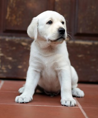 Kapıda sarı labrador yavrusu