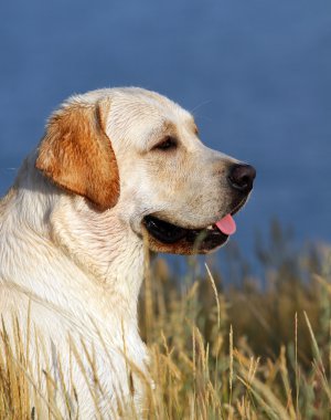 Yaz aylarında sarı labrador portre