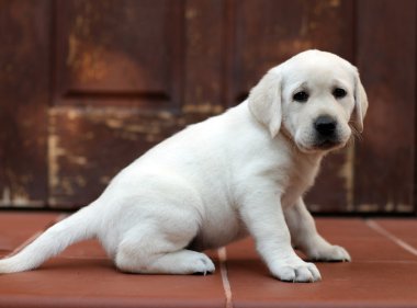 Yaz aylarında sarı labrador portre