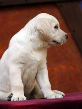 profilde sarı labrador yavrusu