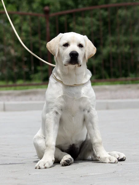 Sarı labrador yavrusu