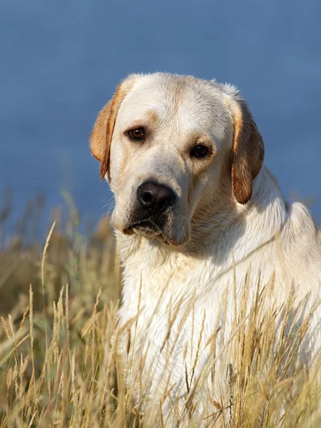 Żółty portret labrador w lecie — Zdjęcie stockowe