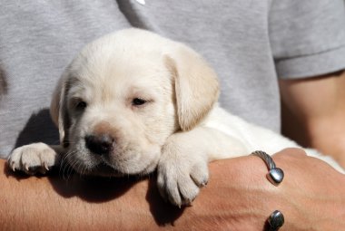 ellerinde sarı labrador yavrusu