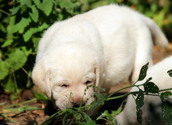 Yellow labrador puppy in the garden — Stock Photo, Image