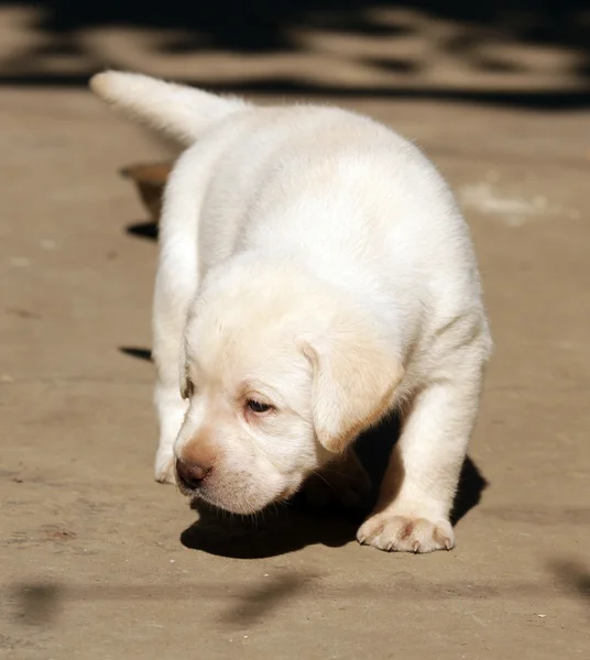 Žlutý labrador štěně na dvoře — Stock fotografie
