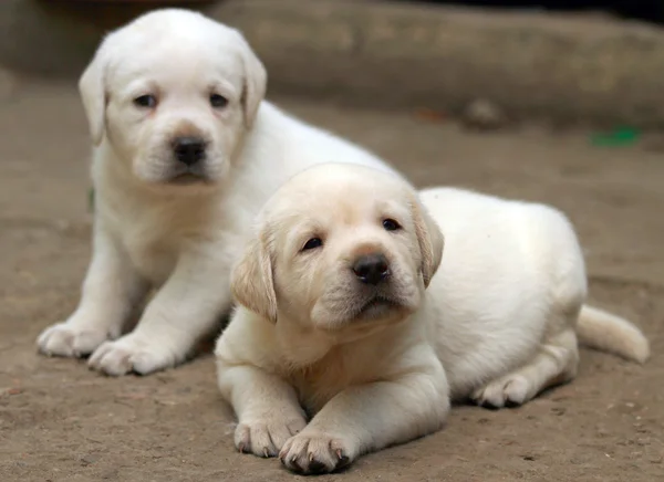 Yellow labrador puppies — Stock Photo, Image