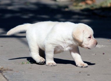 bahçede sarı labrador yavrusu