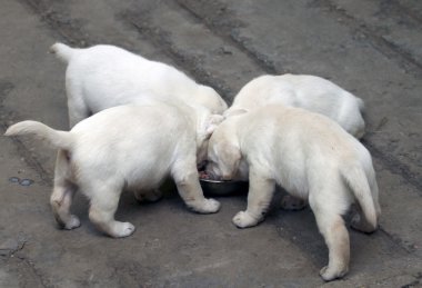 Labrador'un köpek yavrusu yiyen sarı