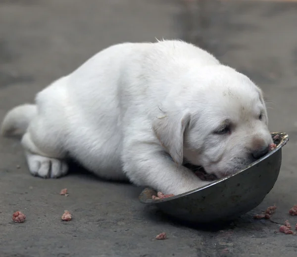 Yellow labrador puppy eating — Stock Photo, Image