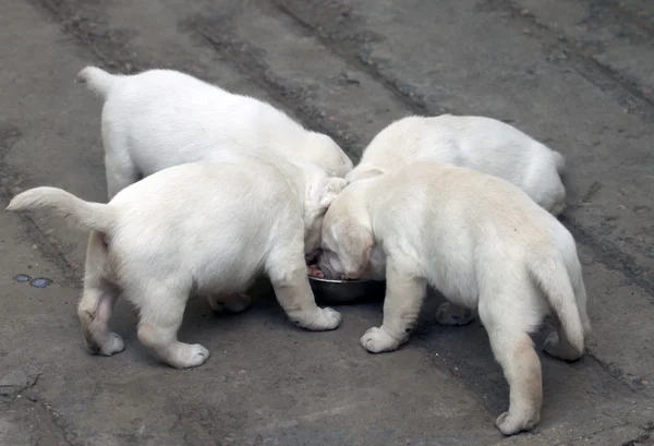 Yellow labradors puppy eating — Stock Photo, Image