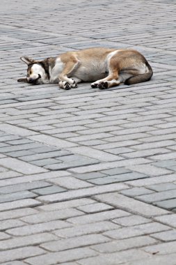 köpek uyurken