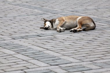 köpek uyurken