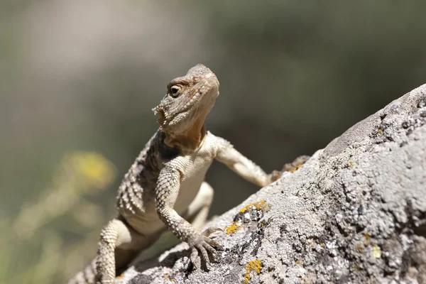 Lizard having sunshine on rock — Stock Photo, Image