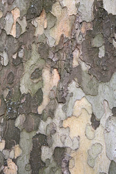 Bark of three — Stock Photo, Image