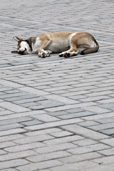 stock image Sleeping dog