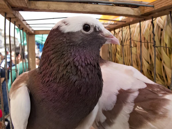 Pigeons in cage in bird market of Antakya — Stock Photo, Image