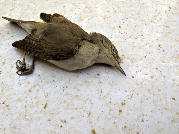 Martwy ptak — Zdjęcie stockowe