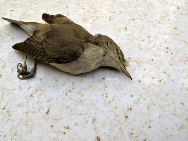 Νεκρή πτηνών Εικόνα Αρχείου