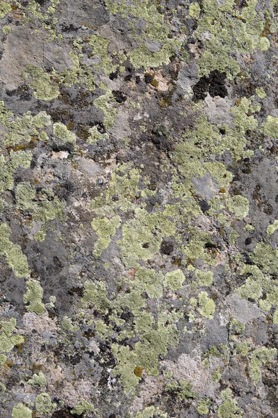 Um fundo textura musgo rocha — Fotografia de Stock